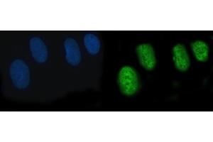 IF analysis of POGLUT3 using anti-POGLUT3 antibody (ABIN7825696). (POGLUT3 (AA 48-499) antibody)
