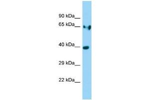 WB Suggested Anti-Ldha Antibody Titration: 1. (Lactate Dehydrogenase A antibody  (Middle Region))