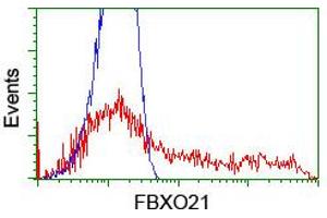 Image no. 11 for anti-F-Box Protein 21 (FBXO21) antibody (ABIN1498231) (FBXO21 antibody)