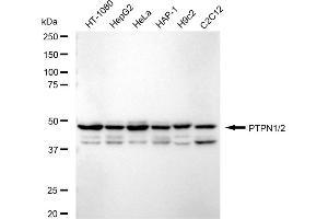 Western blotting analysis using PTPN1/2 antibody (ABIN7800964).