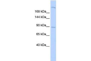 Western Blotting (WB) image for anti-Shroom Family Member 2 (SHROOM2) antibody (ABIN2458127) (SHROOM2 antibody)