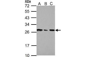 Western Blotting (WB) image for anti-High Mobility Group Box 1 (HMGB1) antibody (ABIN2854997)