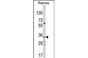 Western blot analysis of C10orf27 Antibody (C-term) (ABIN652633 and ABIN2842423) in Ramos cell line lysates (35 μg/lane). (C10orf27 antibody  (C-Term))