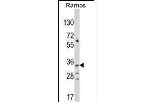 C10orf27 antibody  (C-Term)
