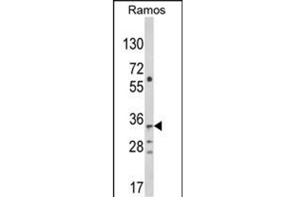 C10orf27 antibody  (C-Term)