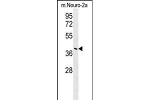 CASC4 Antibody (C-term) (ABIN654468 and ABIN2844202) western blot analysis in mouse Neuro-2a cell line lysates (35 μg/lane). (CASC4 antibody  (C-Term))
