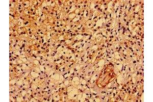 Immunohistochemistry of paraffin-embedded human adrenal gland tissue using ABIN7142932 at dilution of 1:100 (ASPM antibody  (AA 101-234))