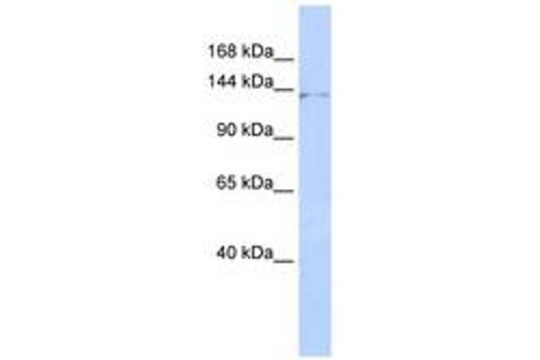 ZNF445 antibody  (AA 828-877)