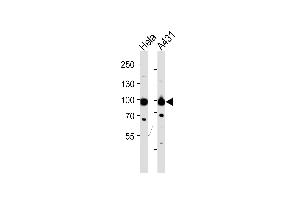 Western blot analysis of lysates from Hela,A431 cell line (from left to right),using HSP90B Antibody (Ab-254) (ABIN482813 and ABIN1532199). (HSP90AB1 antibody)