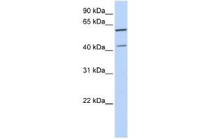 Western Blotting (WB) image for anti-Polymerase (DNA-Directed), delta Interacting Protein 3 (POLDIP3) antibody (ABIN2458549) (POLDIP3 antibody)