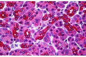 Human Pancreas: Formalin-Fixed, Paraffin-Embedded (FFPE) (PARL antibody  (N-Term))
