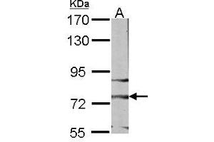 Image no. 2 for anti-Frizzled Family Receptor 3 (FZD3) (AA 1-62) antibody (ABIN467386) (FZD3 antibody  (AA 1-62))