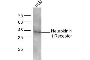 HeLa lysates probed with Neurokinin 1 Receptor Polyclonal Antibody, unconjugated  at 1:300 overnight at 4°C followed by a conjugated secondary antibody at 1:10000 for 60 minutes at 37°C. (TACR1 antibody  (AA 2-50))