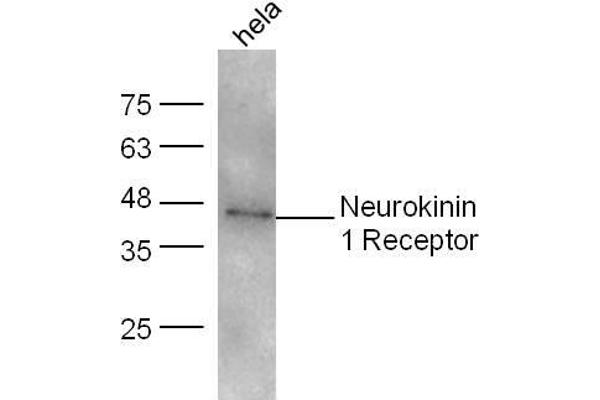 TACR1 antibody  (AA 2-50)