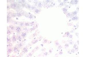 Mouse liver tissue was stained by pre-immuno serum (Adiponectin Receptor 2 antibody  (AA 374-386))