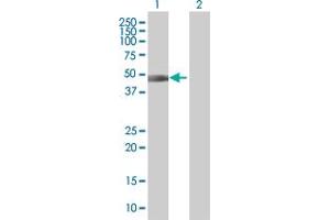 Western Blot analysis of IL13RA2 expression in transfected 293T cell line by IL13RA2 MaxPab polyclonal antibody. (IL13RA2 antibody  (AA 1-380))