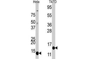 Western blot analysis of FAU polyclonal antibody  in Hela and T-47D cell line lysates.