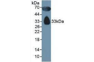 Figure. (Apolipoprotein D antibody  (AA 21-189))