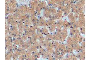 Detection of APOA1 in Porcine Liver Tissue using Monoclonal Antibody to Apolipoprotein A1 (APOA1) (APOA1 antibody  (AA 25-265))