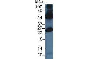 Western Blot; Sample: Mouse Testis lysate; Primary Ab: 3µg/ml Rabbit Anti-Mouse OCEL1 Antibody Second Ab: 0. (OCEL1 antibody  (AA 1-86))