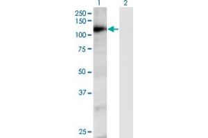Western Blot analysis of RAPGEF4 expression in transfected 293T cell line by RAPGEF4 monoclonal antibody (M01), clone 1C11.