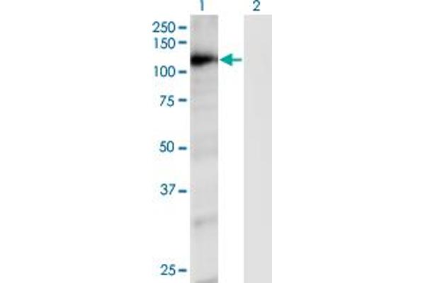RAPGEF4 Antikörper  (AA 1-110)