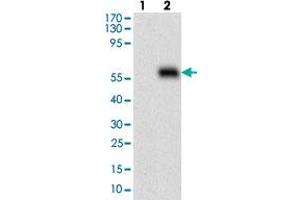 Western blot analysis of Lane 1: Negative control [HEK293 cell lysate]; Lane 2: Over-expression lysate [HOXB4 (AA: 16-251)-hIgGFc transfected HEK293 cells] with HOXB4 monoclonal antibody, clone 3A2F2  at 1:500-1:2000 dilution.