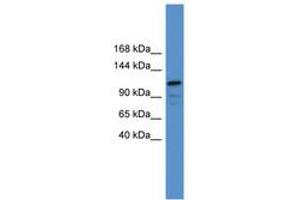 Image no. 1 for anti-Nuclear Factor of Activated T-Cells, Cytoplasmic, Calcineurin-Dependent 1 (NFATC1) (C-Term) antibody (ABIN6746178)