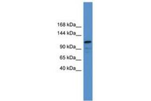 Image no. 1 for anti-Nuclear Factor of Activated T-Cells, Cytoplasmic, Calcineurin-Dependent 1 (NFATC1) (C-Term) antibody (ABIN6746178) (NFATC1 antibody  (C-Term))