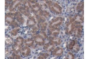 DAB staining on IHC-P; Samples: Mouse Kidney Tissue (Nucleobindin 1 antibody  (AA 26-413))