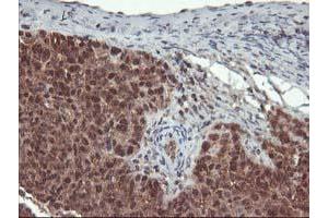Image no. 2 for anti-Leucine Carboxyl Methyltransferase 1 (LCMT1) antibody (ABIN1499109) (LCMT1 antibody)