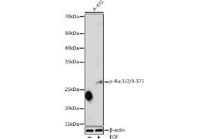 Western blot analysis of extracts of A-431 cells, using Phospho-Rac1/2/3-S71 antibody (ABIN3019547, ABIN3019548, ABIN3019549 and ABIN6225461) at 1:1000 dilution. (RAC1 antibody  (pSer71))