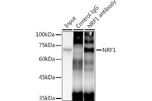 Immunoprecipitation analysis of 300 μg extracts of HeLa cells using 3 μg NRF1 antibody (ABIN7269022).