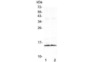 Western blot testing of two lots of mouse heart lysate with FABP3 antibody at 0.