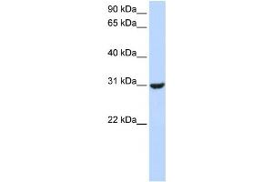 Western Blotting (WB) image for anti-Ring Finger Protein 182 (RNF182) antibody (ABIN2458750) (RNF182 antibody)