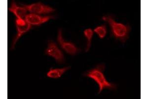 OR5K1 antibody
