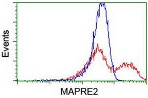 HEK293T cells transfected with either RC200259 overexpress plasmid (Red) or empty vector control plasmid (Blue) were immunostained by anti-MAPRE2 antibody (ABIN2454552), and then analyzed by flow cytometry. (MAPRE2 antibody)