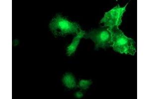 Anti-MIER2 mouse monoclonal antibody (ABIN2455626) immunofluorescent staining of COS7 cells transiently transfected by pCMV6-ENTRY MIER2 (RC207065). (MIER2 antibody  (AA 1-296))