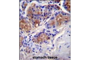 CASP12 Antibody immunohistochemistry analysis in formalin fixed and paraffin embedded human stomach tissue followed by peroxidase conjugation of the secondary antibody and DAB staining. (Caspase 12 antibody  (AA 165-193))