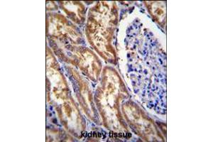 EXOC3L Antibody immunohistochemistry analysis in formalin fixed and paraffin embedded human kidney tissue followed by peroxidase conjugation of the secondary antibody and DAB staining.