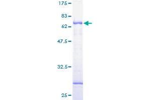 LYVE1 Protein (AA 1-322) (GST tag)