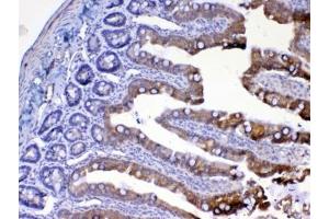 IHC testing of FFPE rat small intestine tissue with UGT1A1 antibody at 1ug/ml. (UGT1A1 antibody)