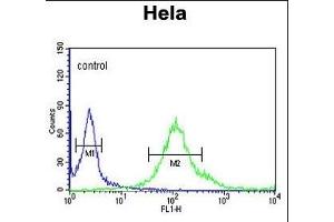 SYTL2 Antibody (Center) (ABIN650996 and ABIN2840030) flow cytometric analysis of Hela cells (right histogram) compared to a negative control cell (left histogram). (SYTL2 antibody  (AA 840-868))