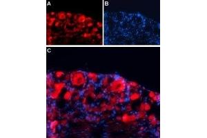 Expression of GABA(A) γ1 receptor in rat DRG - Immunohistochemical staining of rat dorsal root ganglion (DRG) frozen sections using Anti-GABA(A) γ1 Receptor Antibody (ABIN7043192, ABIN7044313 and ABIN7044314), followed by goat anti-rabbit-AlexaFluor-594 secondary antibody. (GABRg1 antibody  (C-Term, Intracellular))