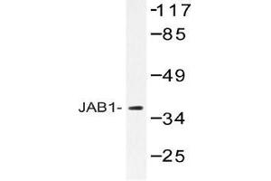 Western blot (WB) analysis of JAB1 antibody in extracts from 293 cells. (COPS5 antibody)