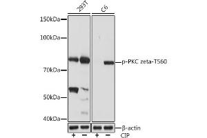 Western blot analysis of extracts of various cell lines, using Phospho-PKC zeta-T560 Rabbit mAb (ABIN7269640) at 1:1000 dilution. (PKC zeta antibody  (pThr560))