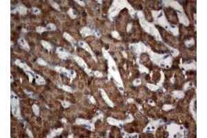 Image no. 1 for anti-3-Oxoacyl-ACP Synthase, Mitochondrial (OXSM) (AA 78-343) antibody (ABIN1491674) (OXSM antibody  (AA 78-343))