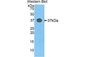 Western Blotting (WB) image for anti-Fibulin 4 (FBLN4) (AA 278-366) antibody (ABIN1858819) (FBLN4 antibody  (AA 278-366))
