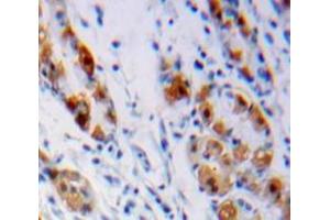 Used in DAB staining on fromalin fixed paraffin-embedded Stomach tissue (LHB antibody  (AA 23-141))