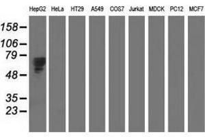 Western blot analysis of extracts (35 µg) from 9 different cell lines by using anti-AFP monoclonal antibody. (alpha Fetoprotein antibody)